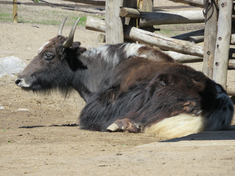 A napping yak. A nyap.